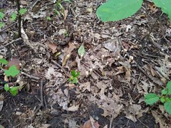 Clavariadelphus americanus