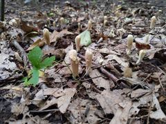 Clavariadelphus americanus