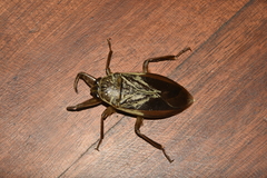 Hydrocyrius punctatus