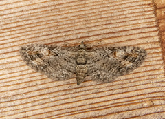 Eupithecia graefii