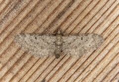 Eupithecia misturata