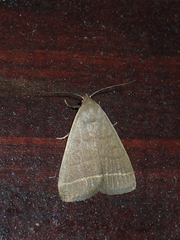 Simplicia extinctalis
