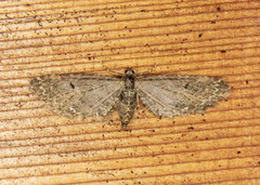 Eupithecia olivacea