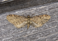 Eupithecia olivacea