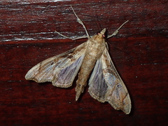 Terastia africana