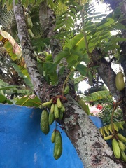 Averrhoa bilimbi