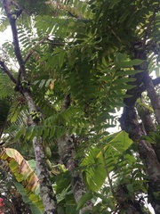 Averrhoa bilimbi