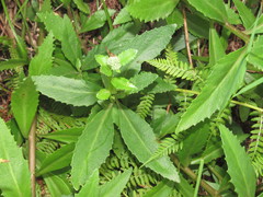 Hylotelephium telephium fabaria