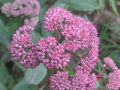 Hylotelephium telephium fabaria