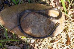 Chironius multiventris