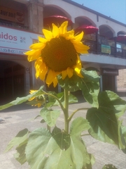 Helianthus annuus