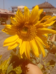 Helianthus annuus