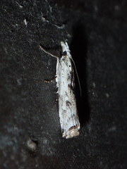 Crambus sparsellus
