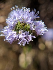Gilia capitata