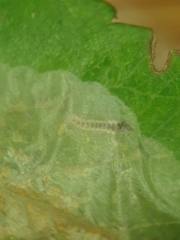 Phyllonorycter leucographella