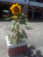 Helianthus annuus