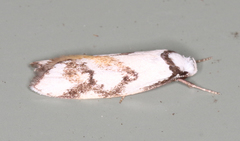 Cosmaresta anarrecta