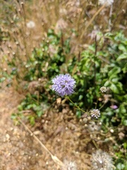 Gilia capitata