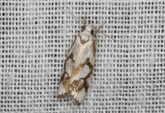 Cosmaresta anarrecta