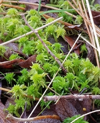 Sphagnum flexuosum