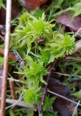 Sphagnum flexuosum