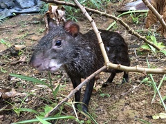 Dasyprocta fuliginosa