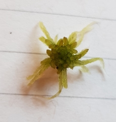 Sphagnum flexuosum