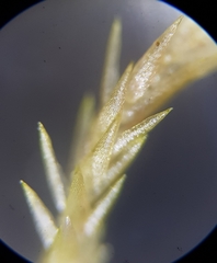 Sphagnum flexuosum