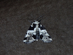 Leucotrachea melanobasis