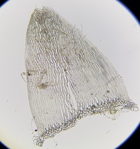 Image of Sphagnum flexuosum by (c) Helen Waterman, some rights reserved (CC BY)