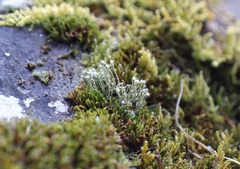 Hedwigia emodica