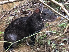 Dasyprocta fuliginosa