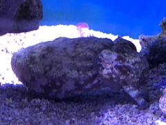 Sepia bandensis