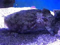 Sepia bandensis