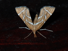 Panotima angularis