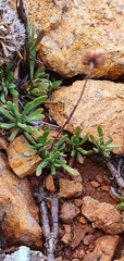 Leptinella pyrethrifolia linearifolia