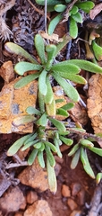 Leptinella pyrethrifolia linearifolia