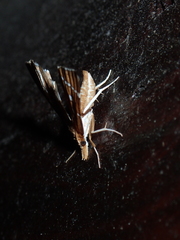 Panotima angularis