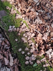 Apioperdon pyriforme