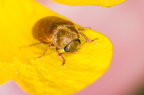 Byturus ochraceus nuotrauka