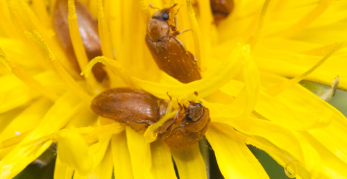 Byturus ochraceus nuotrauka