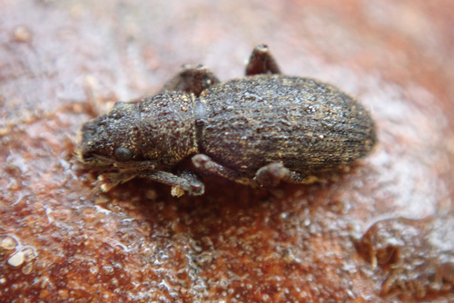 Brachyderes pubescens