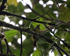 Mionectes striaticollis