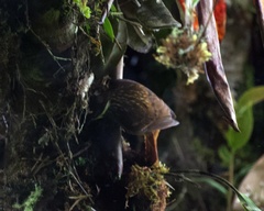 Pseudocolaptes boissonneautii