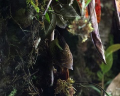 Pseudocolaptes boissonneautii