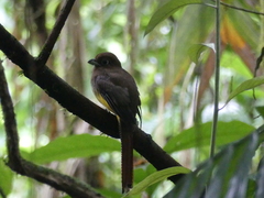 Trogon caligatus