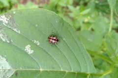 Coleomegilla occulta