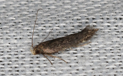 Aproaerema isoscelixantha