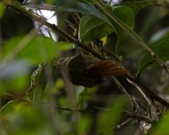 Syndactyla rufosuperciliata