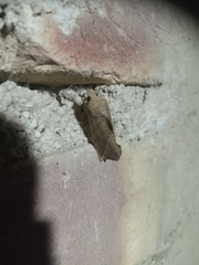 Oraesia emarginata